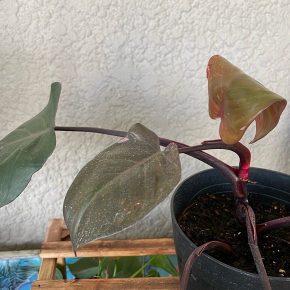 Philodendron Pink Princess Plant - Picture 3 of 9